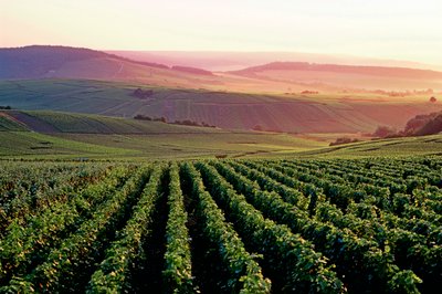 Ein idyllisches Landschaftsbild der Weinberge in den Premier und Grand Cru Lagen der Region Montage de Reims in der Champagne.  