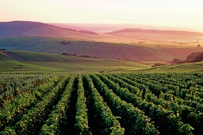 Ein idyllisches Landschaftsbild der Weinberge in den Premier und Grand Cru Lagen der Region Montage de Reims in der Champagne.  