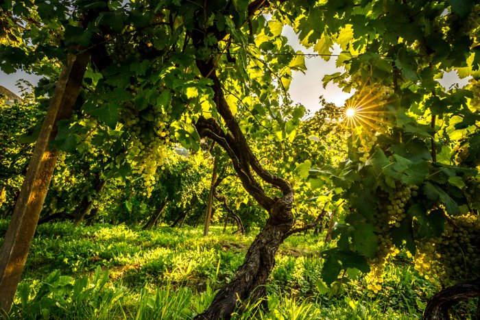 Detailaufnahme einer Weinrebe mit Sonnenlicht, das durch die Blätter scheint. Nahaufnahme zeigt die Struktur der Weinblätter und die leuchtenden Farben, die durch die Sonne hervorgehoben werden. Perfektes Beispiel für den Anbau von Weintrauben in sonnenverwöhnten Weinbergen