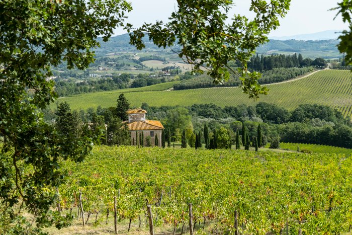 Weinreben in voller Blüte vor einem kleinen, steinernen Gebäude auf dem Weingut Emil Bauer