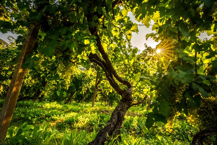 Detailaufnahme einer Weinrebe mit Sonnenlicht, das durch die Blätter scheint. Nahaufnahme zeigt die Struktur der Weinblätter und die leuchtenden Farben, die durch die Sonne hervorgehoben werden. Perfektes Beispiel für den Anbau von Weintrauben in sonnenverwöhnten Weinbergen