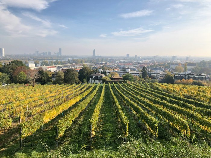 Panoramablick auf die Weingärten über Wien, mit Sonnenlicht über den Weinreben.